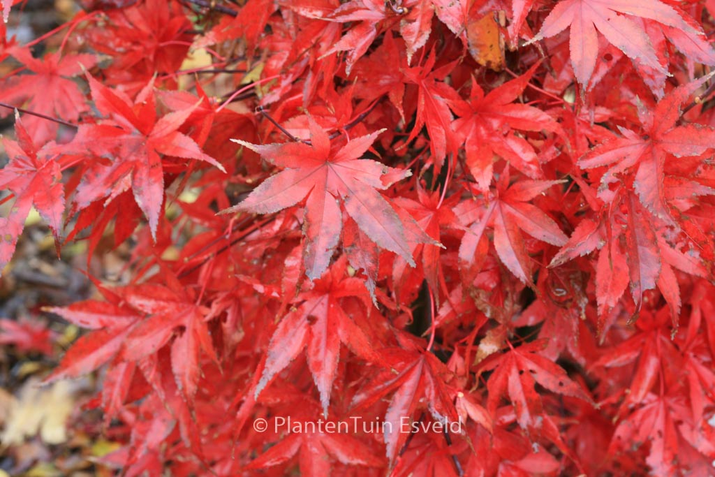 Acer palmatum ‚Dr. Tilt‘