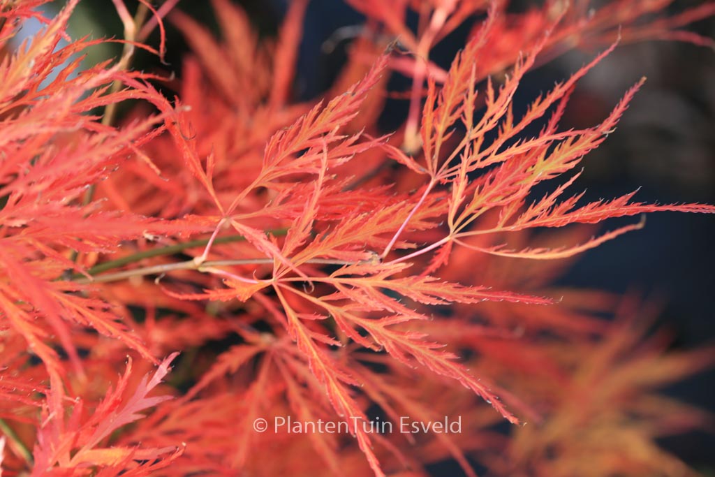 Acer palmatum ‚Dragon’s Fire‘