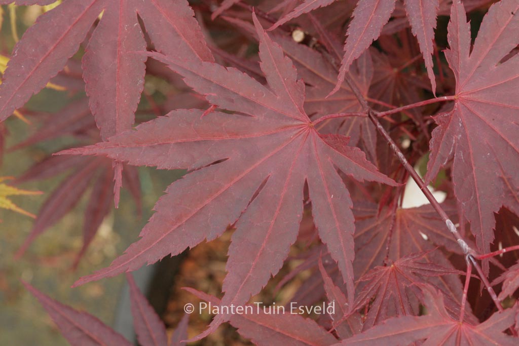 Acer palmatum ‚E.P.‘