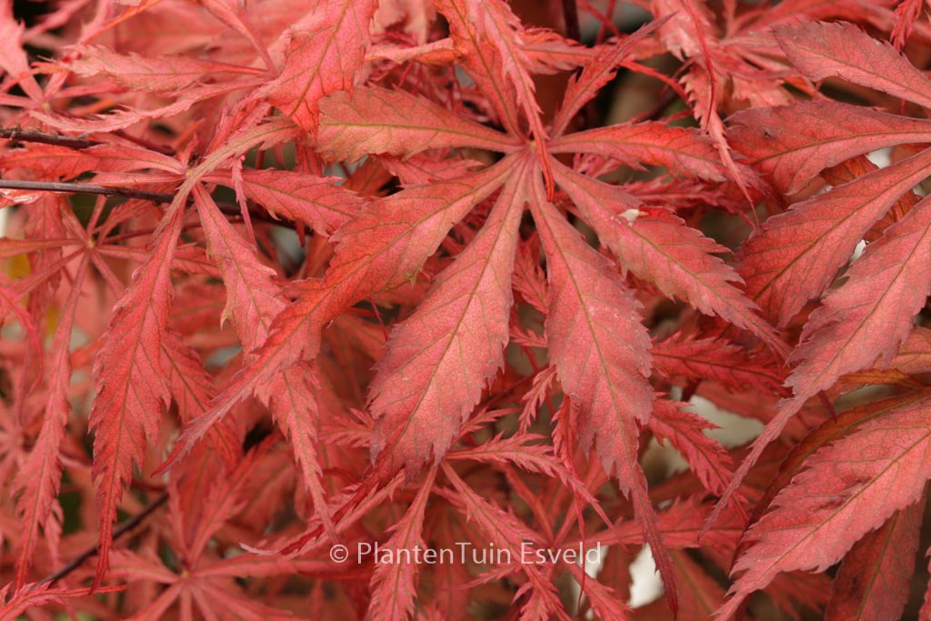 Acer palmatum ‚Earthfire‘