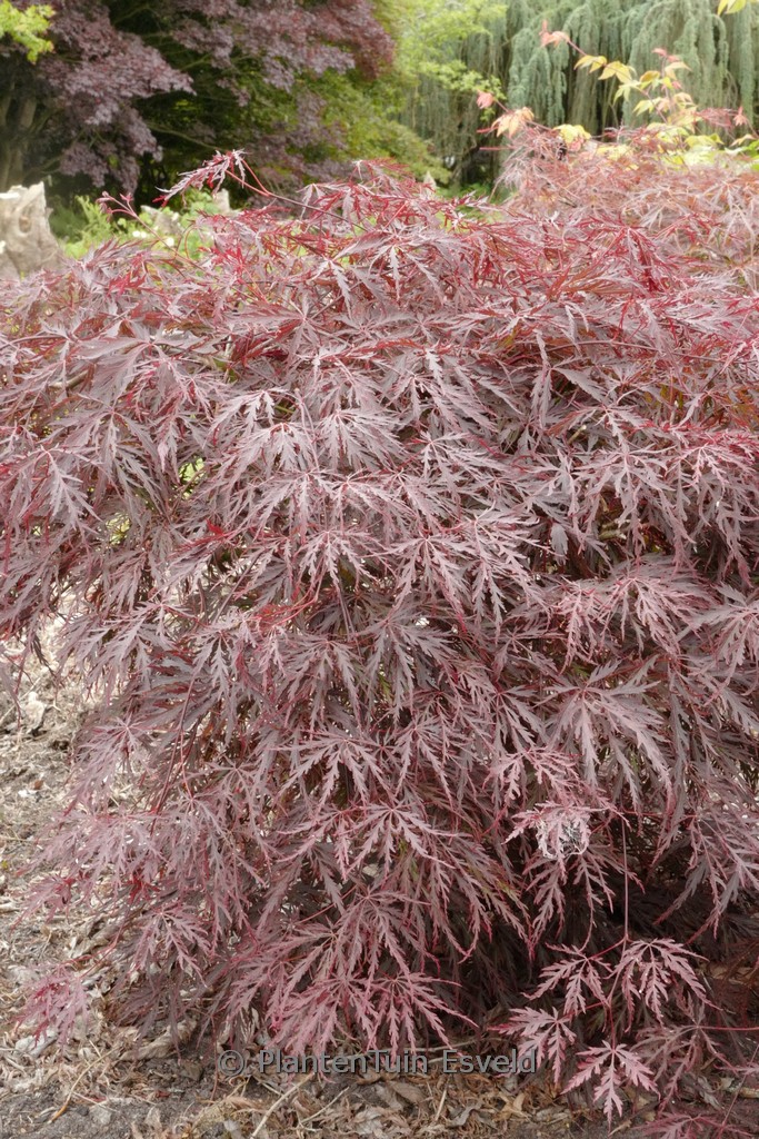 Acer palmatum ‚Ebony‘