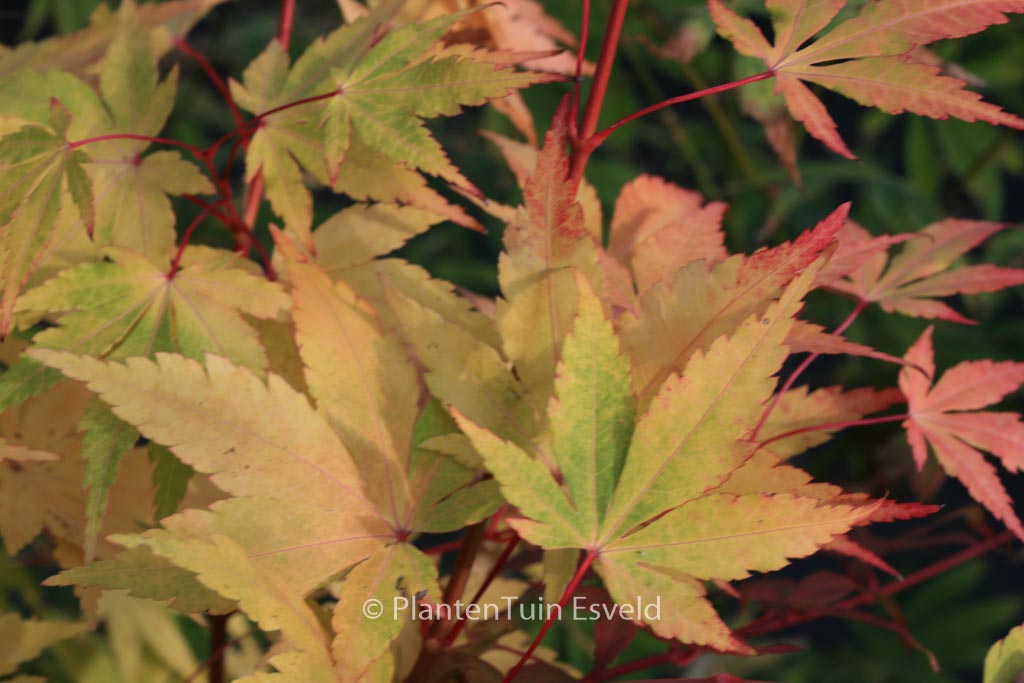 Acer palmatum ‚Eddisbury‘