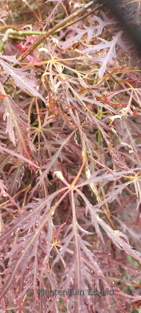 Acer palmatum ‚Edgewood‘