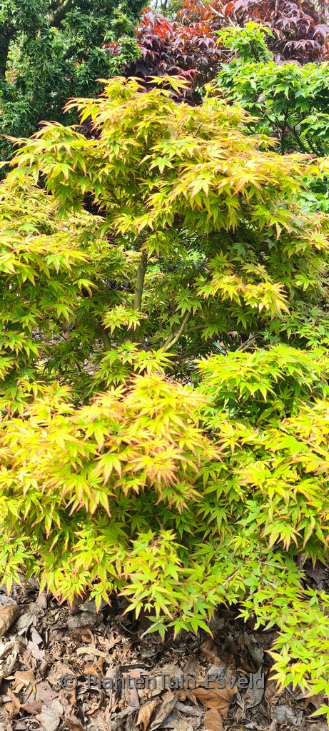 Acer palmatum ‚Eimini‘