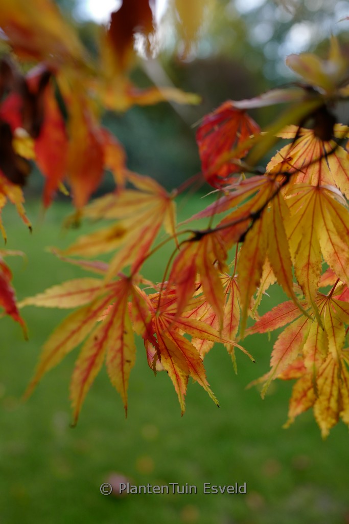 Acer palmatum ‚Elegans‘