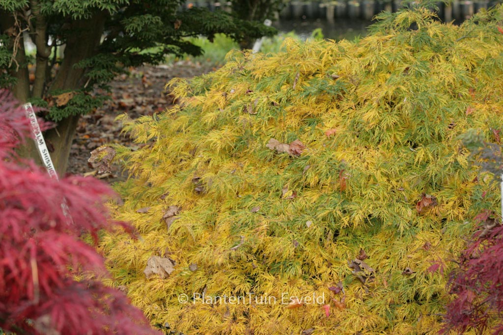 Acer palmatum ‚Ellen‘
