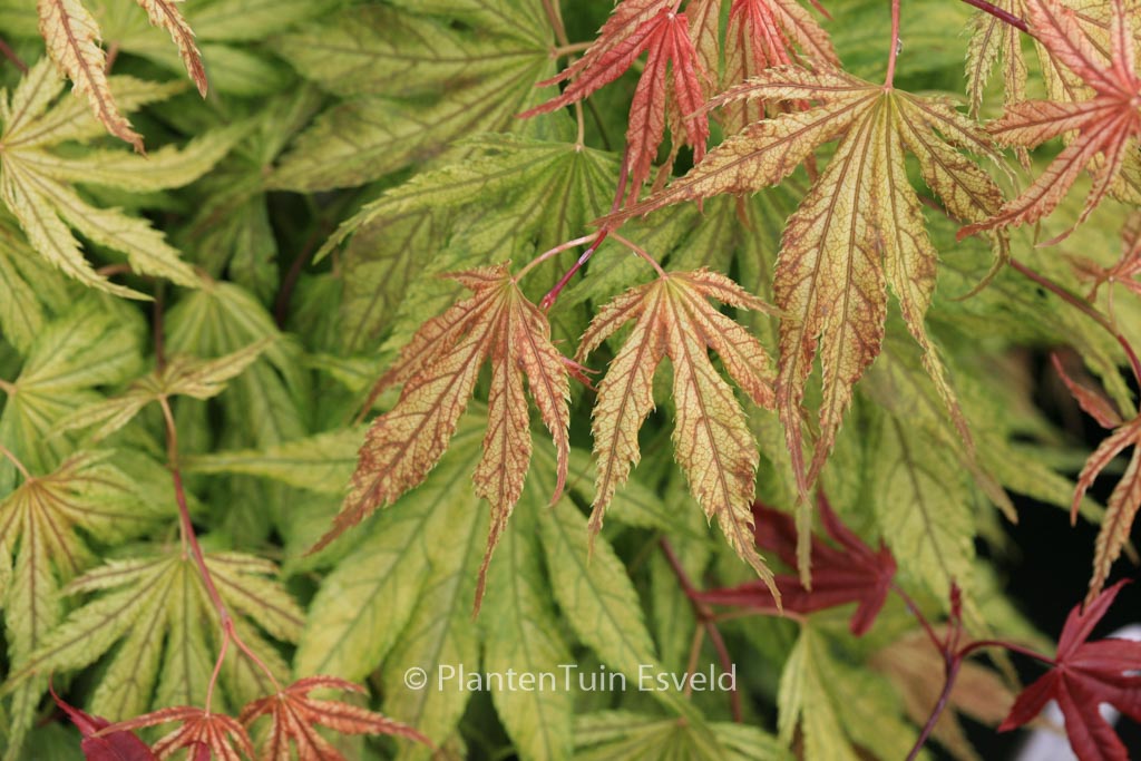 Acer palmatum ‚Elmwood‘