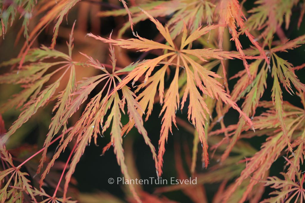 Acer palmatum ‚Emma‘