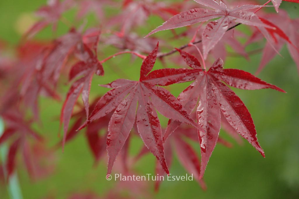 Acer palmatum ‚Emperor I‘