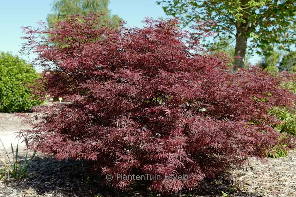 Acer palmatum ‚English Lace‘