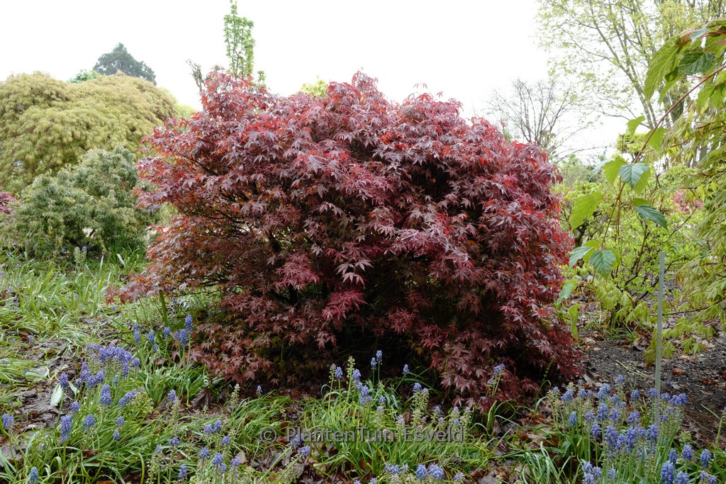 Acer palmatum ‚Englishtown‘