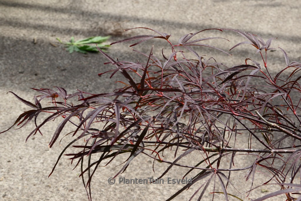 Acer palmatum ‚Enkan‘