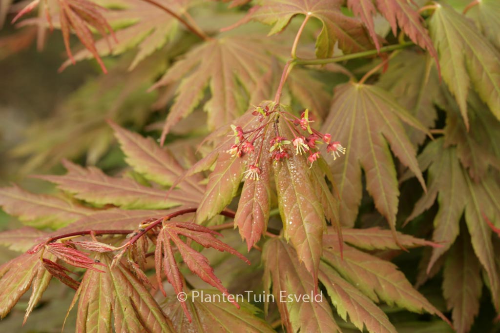 Acer palmatum ‚Ever Autumn‘