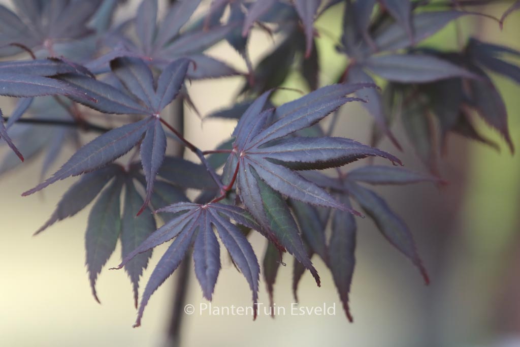 Acer palmatum ‚Ezell’s Red‘