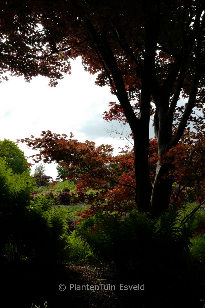 Acer palmatum ‚Ezo-nishiki‘