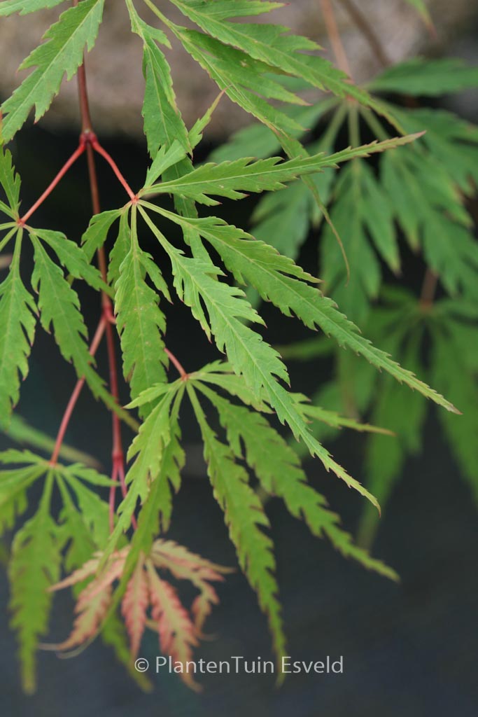 Acer palmatum ‚Faun‘