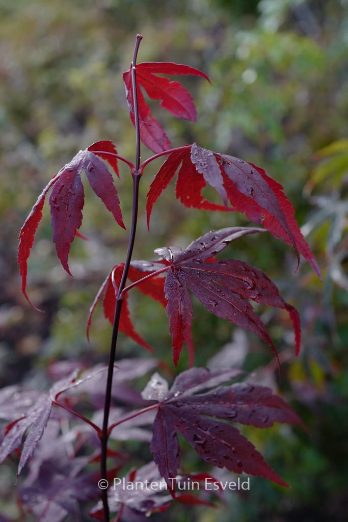 Acer palmatum ‚Fayes Burgundy‘