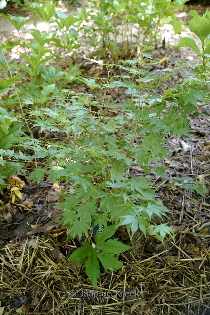 Acer palmatum ‚Festival‘