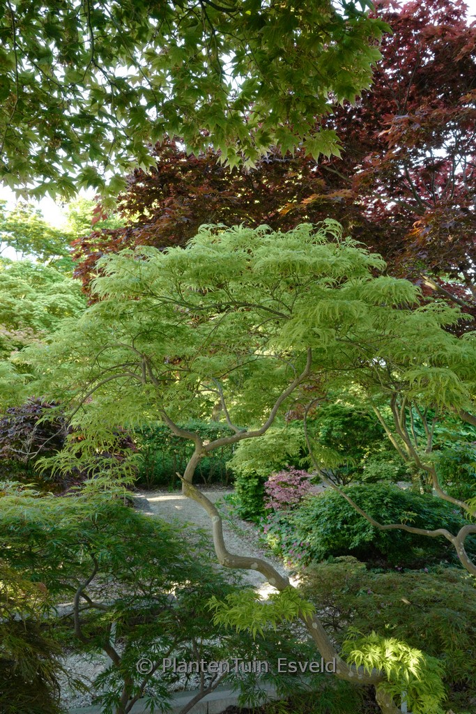 Acer palmatum ‚Filigree‘