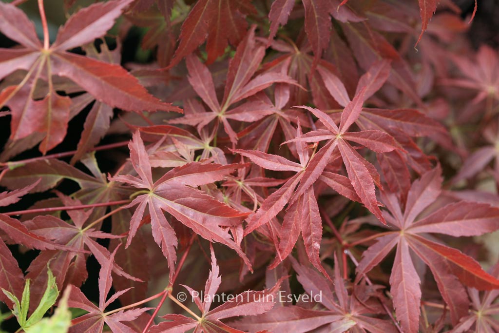 Acer palmatum ‚Fior d’Arancio‘