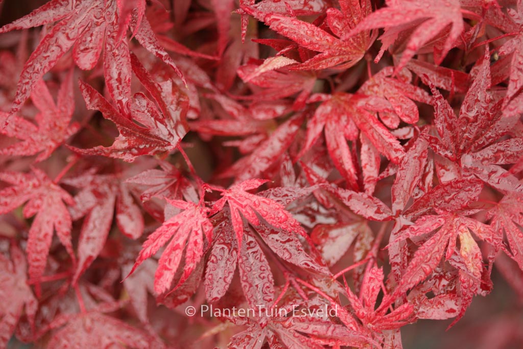 Acer palmatum ‚Fireball‘