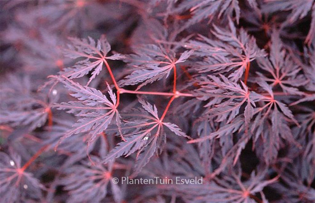 Acer palmatum ‚Firecracker‘