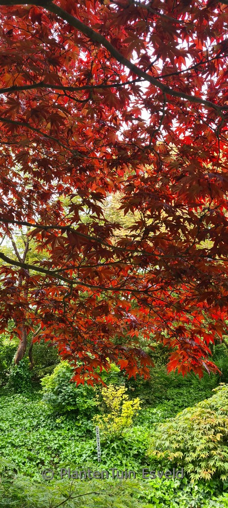 Acer palmatum ‚Fireglow‘