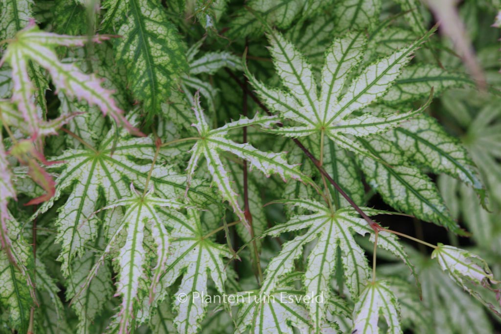 Acer palmatum ‚First Ghost‘