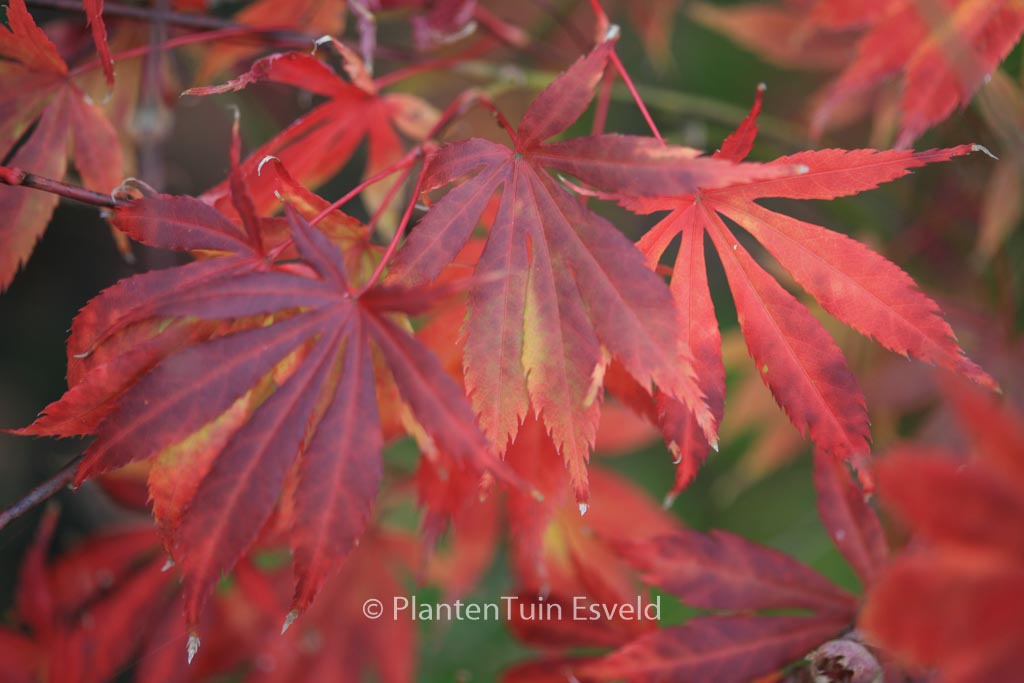 Acer palmatum ‚Fudekage‘