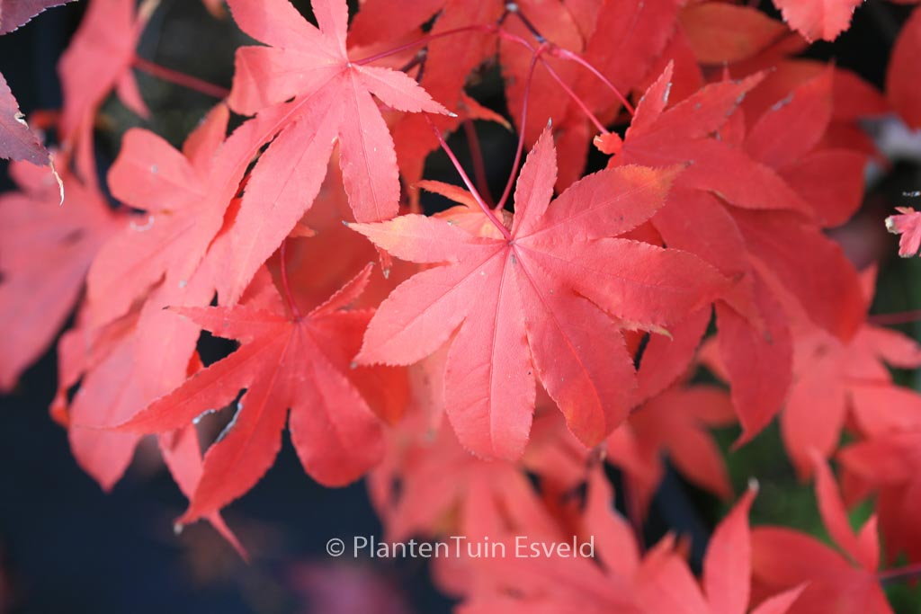 Acer palmatum ‚Futai-ji‘