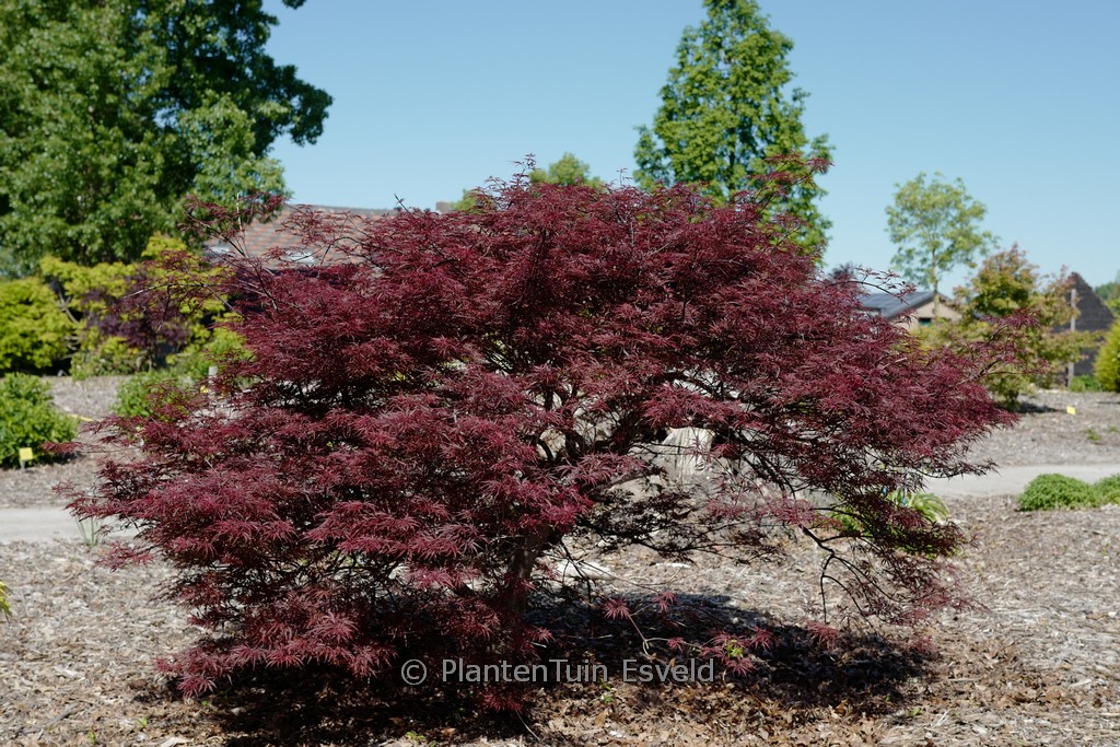 Acer palmatum ‚Garnet Tower‘