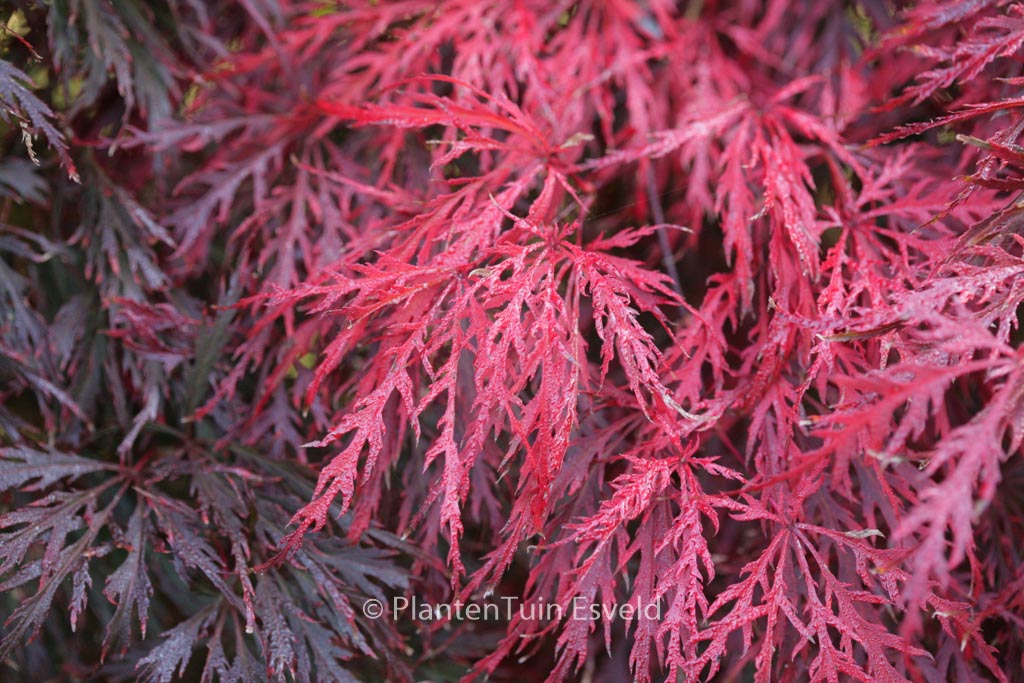 Acer palmatum ‚Garnet‘