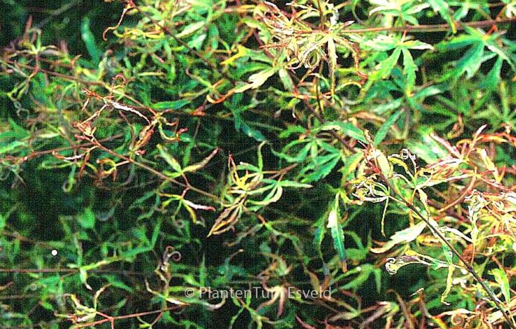Acer palmatum ‚Garyū‘