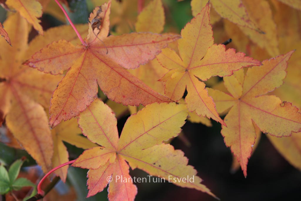 Acer palmatum ‚Gasshoh‘
