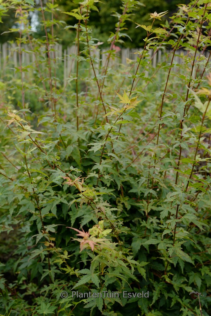 Acer palmatum ‚Gekkoh-nishiki‘