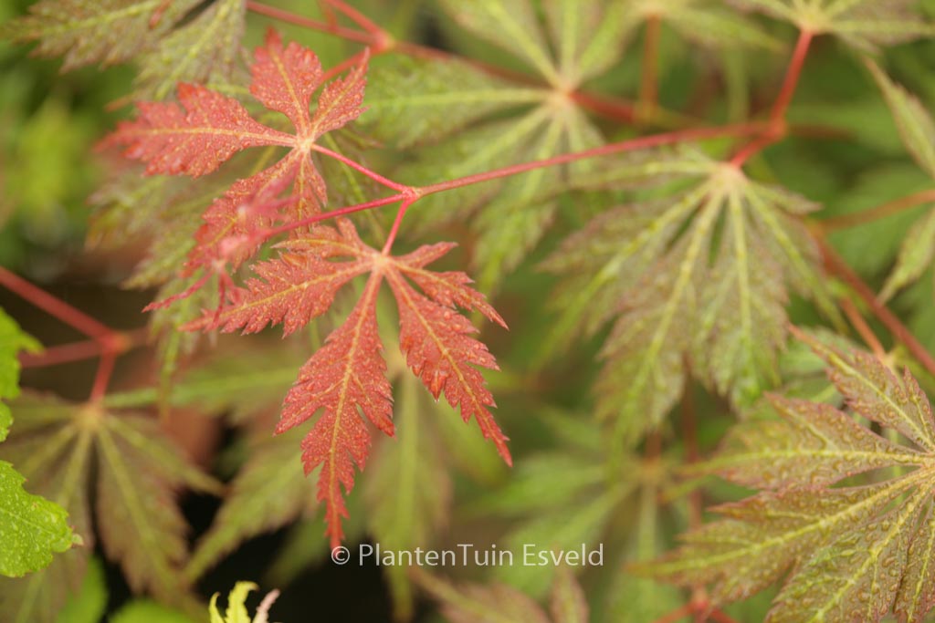 Acer palmatum ‚Gene’s Dissectum‘