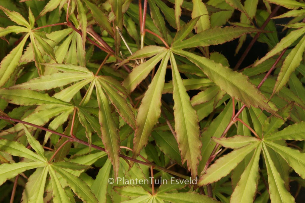Acer palmatum ‚Gentaku‘