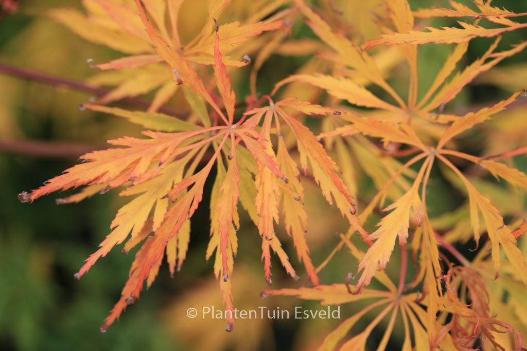 Acer palmatum ‚Germaine’s Gyration‘