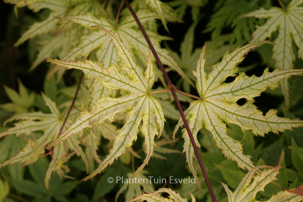 Acer palmatum ‚Ghost Dancer‘