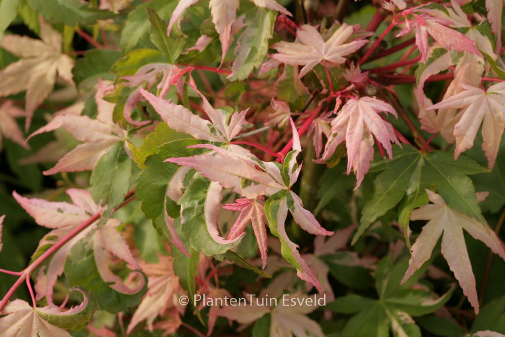 Acer palmatum ‚Ginga‘