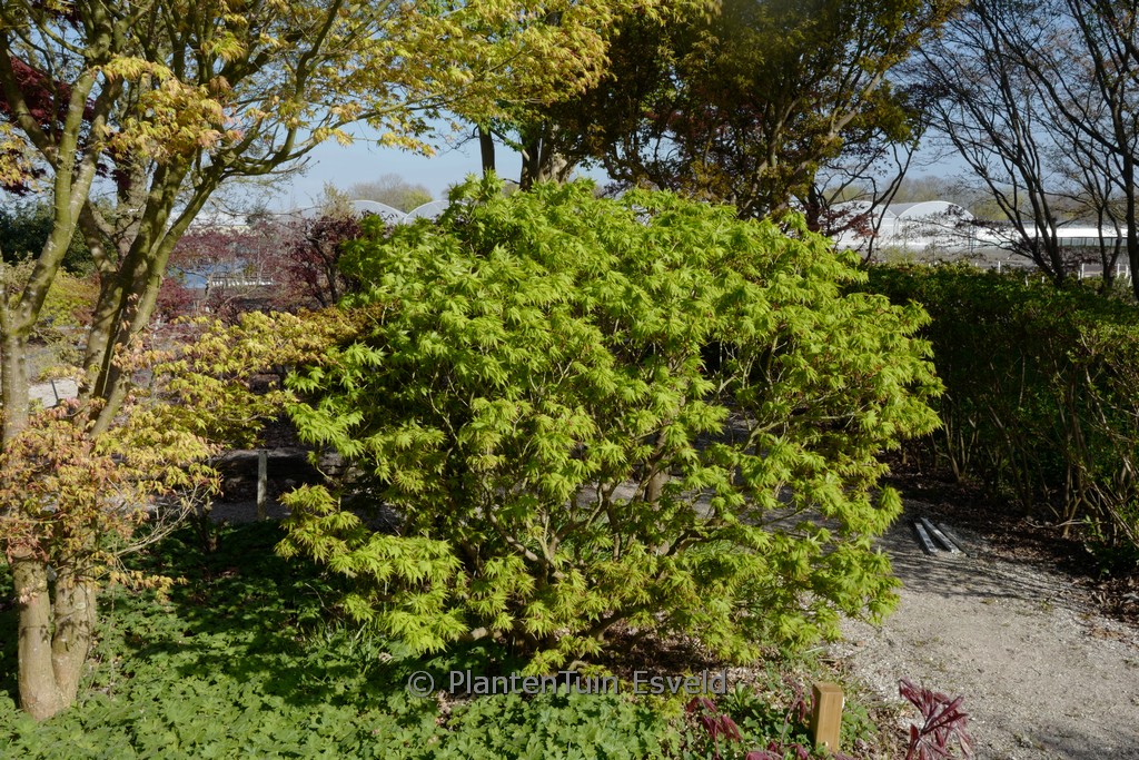 Acer palmatum ‚Globosum‘