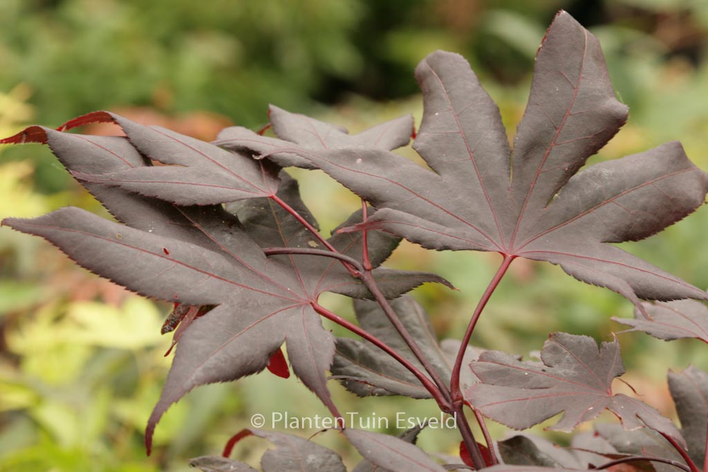 Acer palmatum ‚Glowing Embers‘