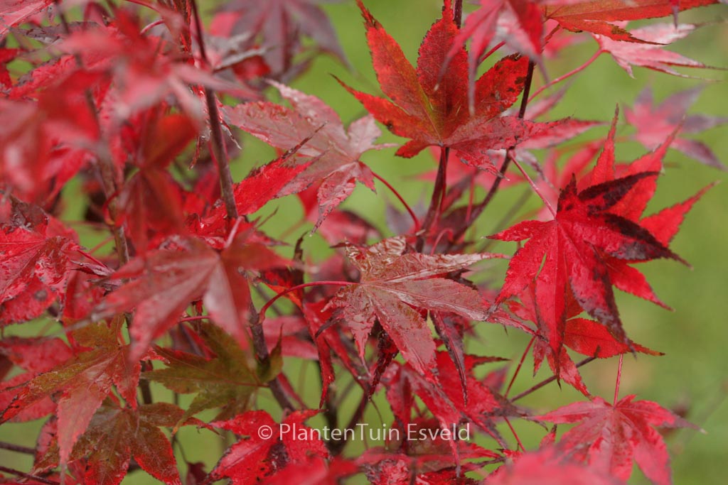 Acer palmatum ‚Going Red‘