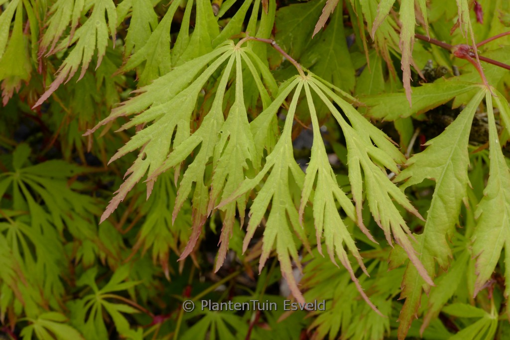 Acer palmatum ‚Golden Glow‘