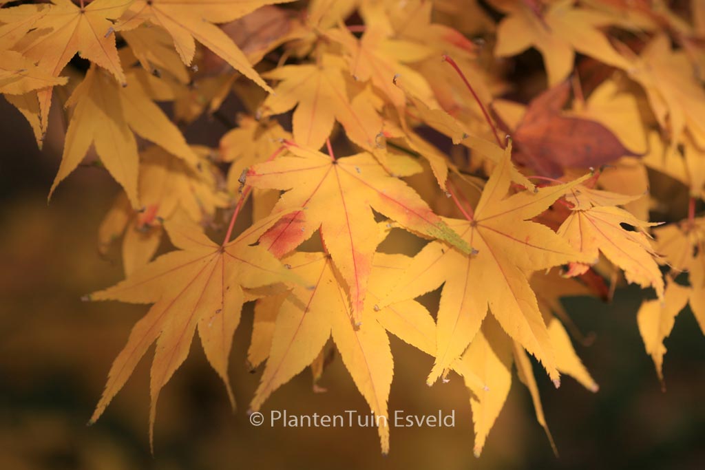Acer palmatum ‚Golden Pond‘