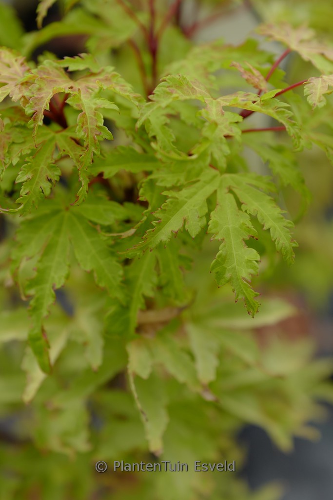 Acer palmatum ‚Golden Treasure‘