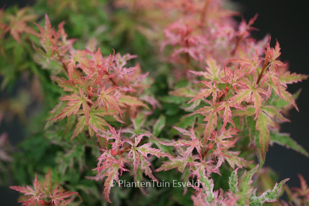 Acer palmatum ‚Goshiki-kotohime‘