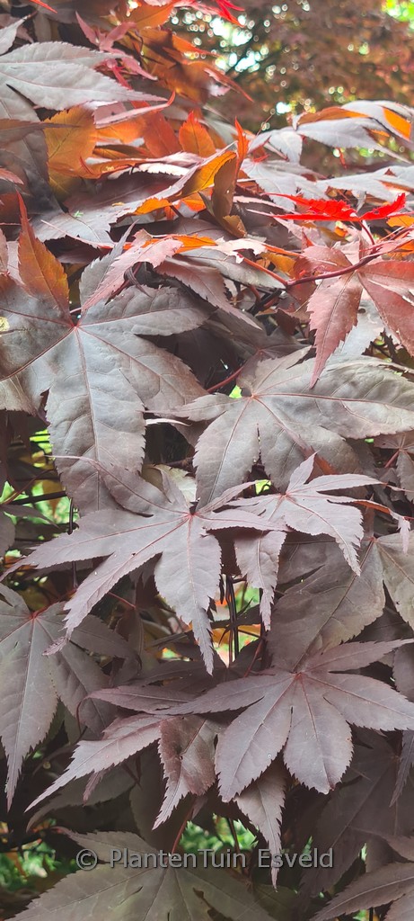 Acer palmatum ‚Goten-nomura‘