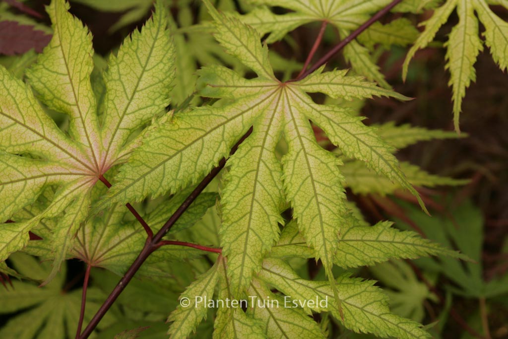 Acer palmatum ‚Grandma Ghost‘