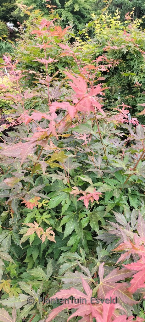 Acer palmatum ‚Green Giant‘